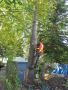 Tree Removal Chullora