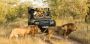 Capture the Wild: Best Family and Photographic Safaris in So
