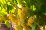 Victoria Private Winery Tours- Chauffeur Drive Melbourne