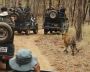 Jungle Safari in Rajasthan | Rajasthan Safari Booking Jungle Safari in Rajasthan | Rajasthan Safari Booking