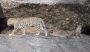 Ranakpur Leopard Safari | Ranakpur Jungle Safari