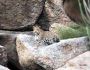 Jawai Leopard Safari | Leopard Safari Rajasthan Jawai Leopard Safari | Leopard Safari Rajasthan