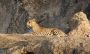 Jawai leopards hills safari | Jawai leopard hills Jawai leopards hills safari | Jawai leopard hills
