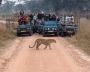 Discover the Thrills of Jawai Leopard Safari Discover the Thrills of Jawai Leopard Safari