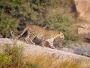 Discover the Majestic Jawai Leopard Hills Safari Discover the Majestic Jawai Leopard Hills Safari