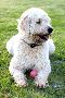 Adorable Black Labradoodle Puppy Available in Chicago