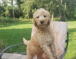 Adorable F2 Goldendoodles for Sale in Chicago