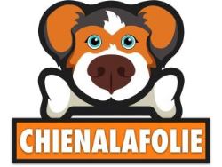 Manteau Imperméable Pour Chien : Idéal Pour Les Jours Pluvie