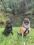 Relax in Pet-Friendly Cottages Near Atherton by the Riversid