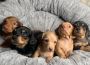 Healthy Dachshund Puppies Available NOW