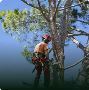 Monkeyman's Tree Service