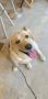 Cute Labrador Retriever 