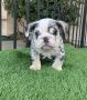 French Bulldog French Bulldog