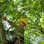 Affordable Tree Removal Services in Sacramento Affordable Tree Removal Services in Sacramento