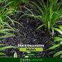 Black Decorative Mulch: Stylish, Smart & Sustainable Landsca