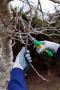 Tree Services Wallaceburg – Certified Arborist, CK Tree Care