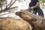Keep Your Property Beautiful with Yard Maintenance Chatham