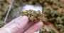 Premium Delta 8 Flower on Sale