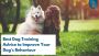 Transform Your Dog: Essential Training Tips for UK Pet Owner