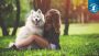 Unlock Expert Dog Training Tips for a Well-Behaved Pup – Sta