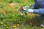 Lawn and Yard Clean Up Services
