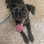 Epoxy Flooring for Veterinary Clinics