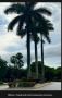 Landscaping Boca Raton Landscaping Boca Raton