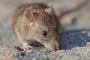 Effective Rodent Control in Pearland, TX