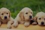 Animal cremation in Bangalore