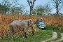 Canter Safari Booking in Corbett National Park