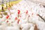 How Broiler Shed Management Software Boosts Efficiency and P
