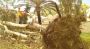 Expert Home Tree Clearing in San Diego
