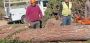 Fast and Efficient Stump Grinding Service San Diego