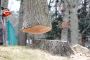  Local Tree Removal Campbelltown - Fast & Professional