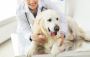 Pet Care Pharmacy in Livingston