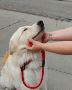 Cross Tier K9