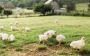 How Grass-Fed Meat Can Save Us All And The Environment