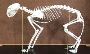 How to Preserve a Pet Skeleton: A Comprehensive Guide by Osi
