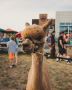 Alpaca Friday’s At Stormcloud Taproom! Alpaca Friday’s At Stormcloud Taproom!