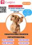 Trusted & Reliable Dog Sitters in Westminster, CA