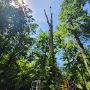 Custom Trees LLC