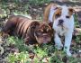 English Bulldog 