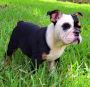  PUPPY GOING FAST!