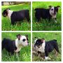 English Bulldog PUPPIES