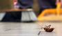 Domestic Pest Control Services | D2D Pest and Cleaning