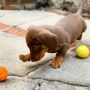 Dachshund Puppies for sale @Affordable prices Dachshund Puppies for sale @Affordable prices