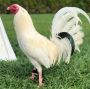 Buy White Broodcock