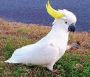 Cockatoo Parrots for Sale