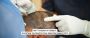 Top Reasons to Get a Hair Transplant in Udaipur