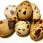 Buy Fresh Quail Eggs in Singapore Online from Dasoon Buy Fresh Quail Eggs in Singapore Online from Dasoon